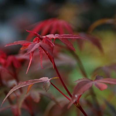 Japanse esdoorn - Acer palmatum 'Skeeter's Broom'