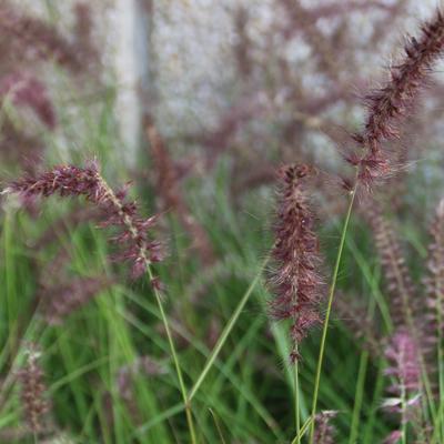 Lampepoetsersgras - Pennisetum orientale 'Karley Rose' 