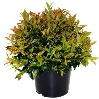 Leucothoe axillaris ‘Scarletta’