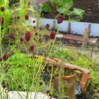 Sanguisorba officinalis