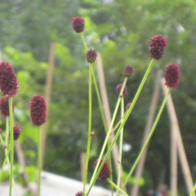 Sanguisorba officinalis - Grote pimpernel