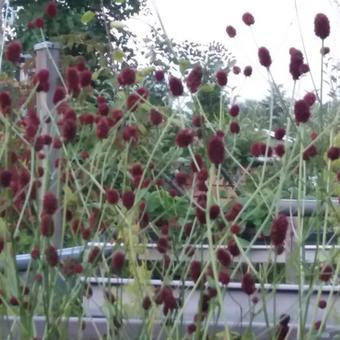 Sanguisorba officinalis