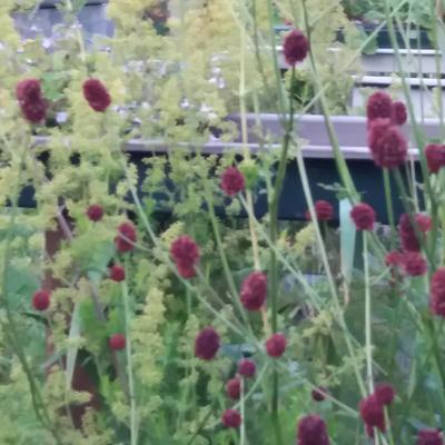 Grote pimpernel - Sanguisorba officinalis