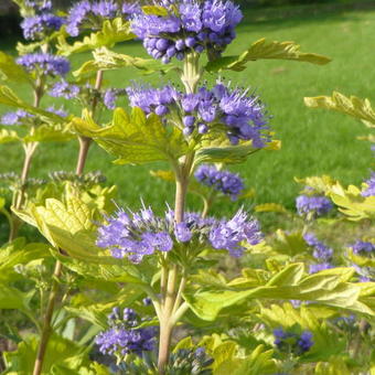 Caryopteris x clandonensis 'Hint of Gold'