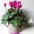 Cyclamen