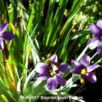 Sisyrinchium bellum