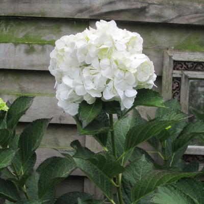 Hortensia - Hydrangea macrophylla 'Mme Emile Mouillère'