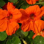 Tropaeolum majus 'Empress of India' - Oostindische kers/Capucien