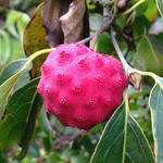 Cornus kousa 'Nicole' - Japanse kornoelje