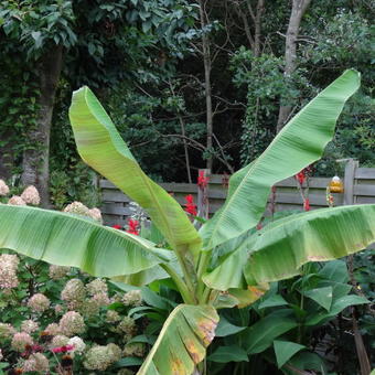 Musa sikkimensis