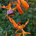 Crocosmia aurea 'Golden Ballerina' - Montbretia