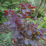 Pruikenboom - Cotinus 'Grace'