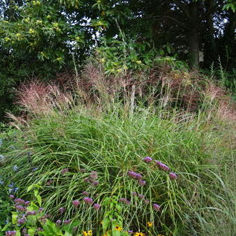 Miscanthus sinensis 'Pünktchen'