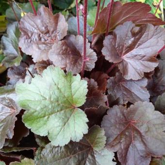 Heuchera LITTLE CUTIE 'Blondie'