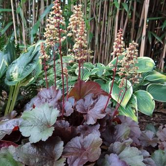 Heuchera LITTLE CUTIE 'Blondie'