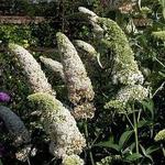 Vlinderstruik - Buddleja davidii 'Marbled White' 