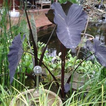 Colocasia esculenta 'Black Magic'