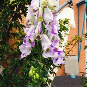 Aconitum carmichaelii 'Cloudy'