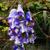 Aconitum carmichaelii 'Cloudy'