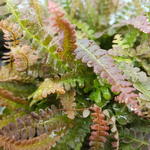 Blechnum penna-marina 'Firecracker' - Dubbelloof varen