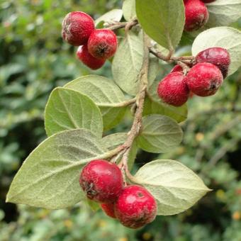 Cotoneaster dielsianus