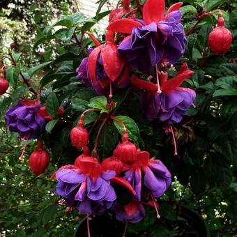 Fuchsia 'Gillian Althea'