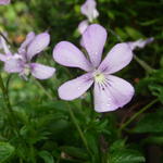 Viola cornuta 'Victoria's Blush' - Viooltje - Viola cornuta 'Victoria's Blush'