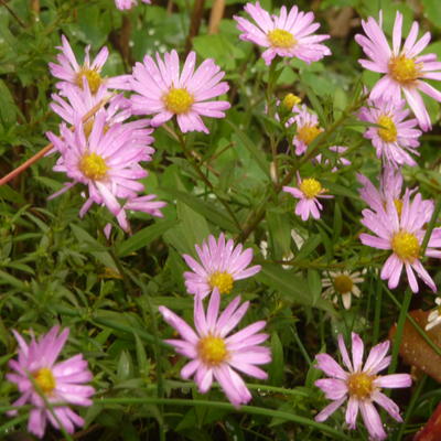 Herfstaster - Aster dumosus 'Herbstgruss von Bresserhof'