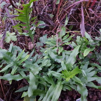 Polypodium cambricum 'Macrostachyon'