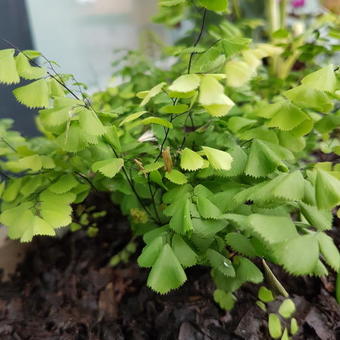 Adiantum venustum 'Tum Tum'