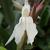 Roscoea x beesiana