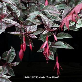 Fuchsia 'Tom West'