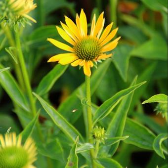 Echinacea purpurea 'Summer Breeze'