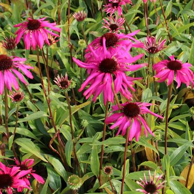 Rode zonnehoed - Echinacea purpurea 'Purple Emperor'