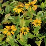 Echinacea purpurea 'Golden Skipper' - Rode zonnehoed