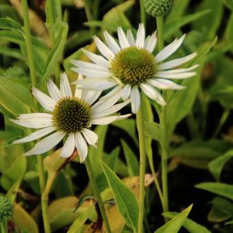 Echinacea purpurea 'Virgin'