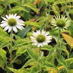 Echinacea purpurea 'SOMBRERO Balsomblanc' - Rode zonnehoed