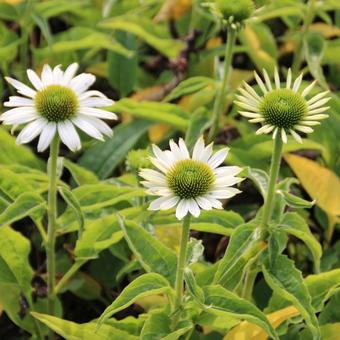 Echinacea purpurea 'SOMBRERO Balsomblanc'