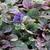 Ajuga reptans 'Burgundy Glow'