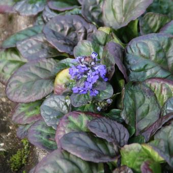 Ajuga reptans 'Catlins Giant'