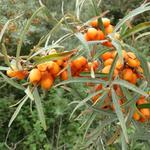 Hippophae rhamnoides - Duindoorn - Hippophae rhamnoides