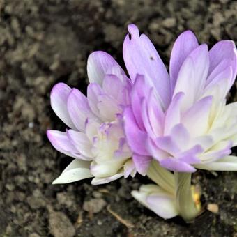 Colchicum autumnale  'Waterlily'