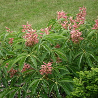 Aesculus pavia