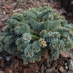 Abies procera 'Blaue hexe' - Edele zilverspar