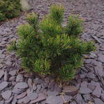 Pinus mugo 'Winter Gold' - Bergden