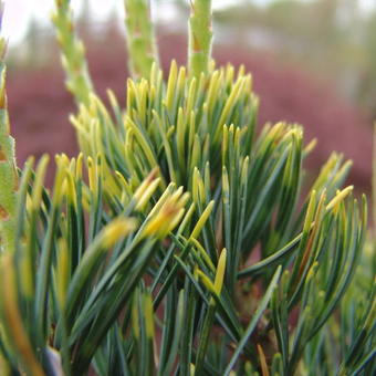 Pinus parviflora 'Fukai'