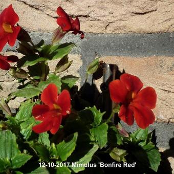 Mimulus 'Bonfire Red'