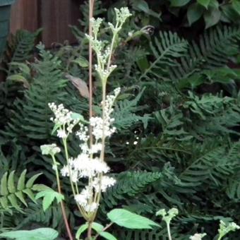 Filipendula ulmaria