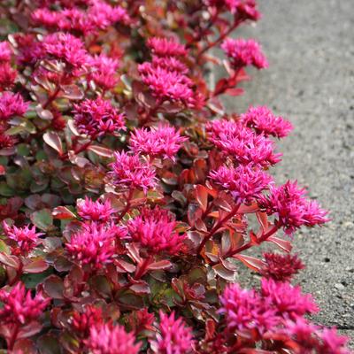 Kaukasische muurpeper, roze vetkruid - Sedum spurium 'Fuldaglut'