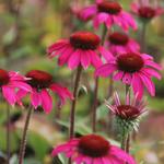 Echinacea purpurea 'Amazing Dream' - Rode zonnehoed